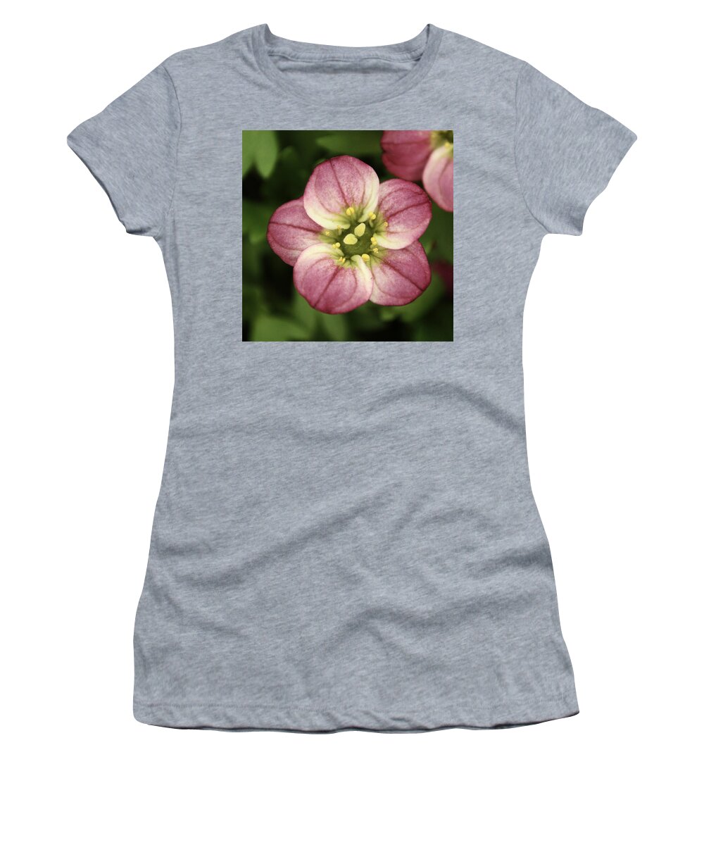 Flower Women's T-Shirt featuring the photograph Pink Saxifraga by Adrian Wale