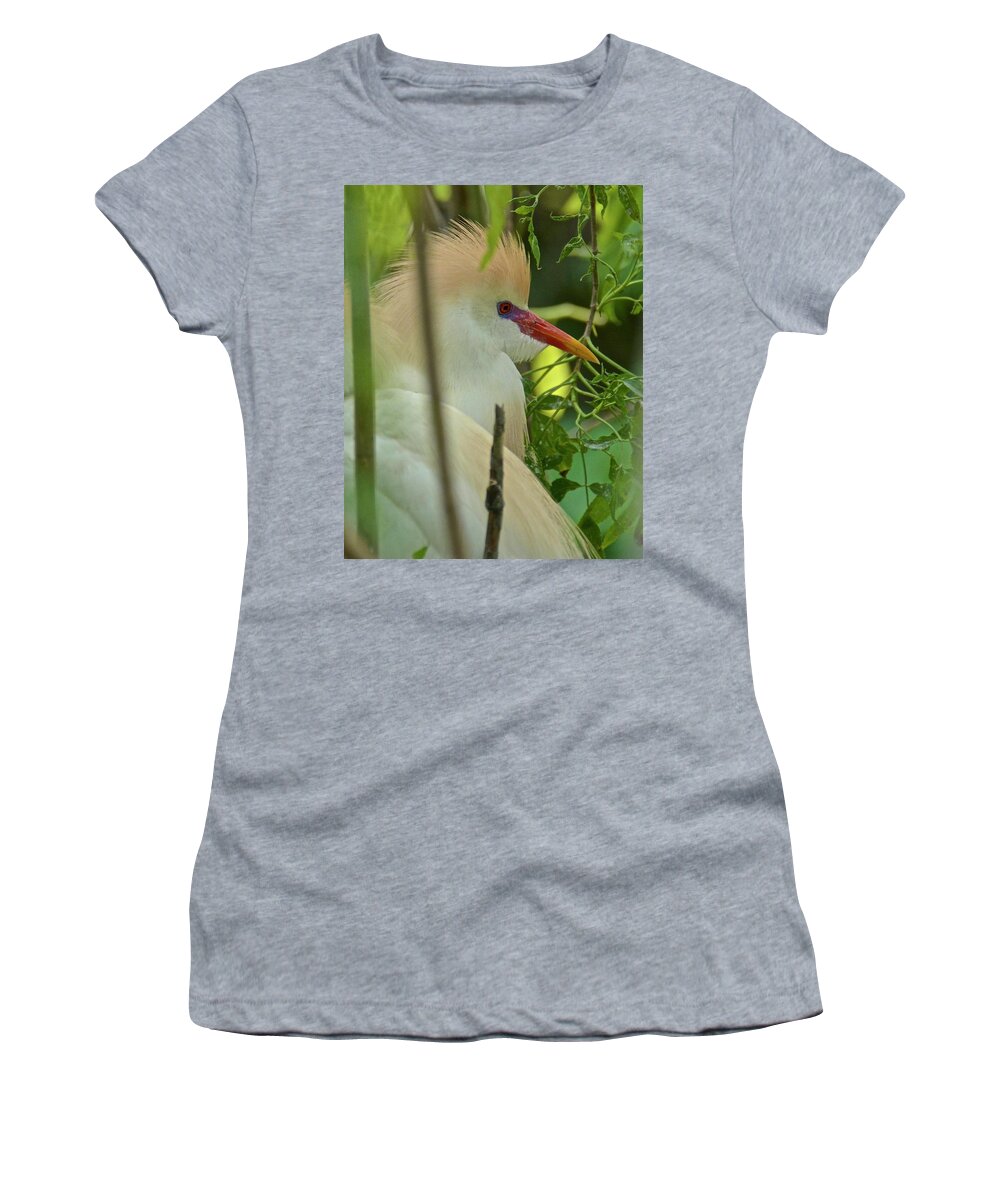 Cattle Egret Women's T-Shirt featuring the photograph Portrait Of A Cattle Egret by Carol Bradley
