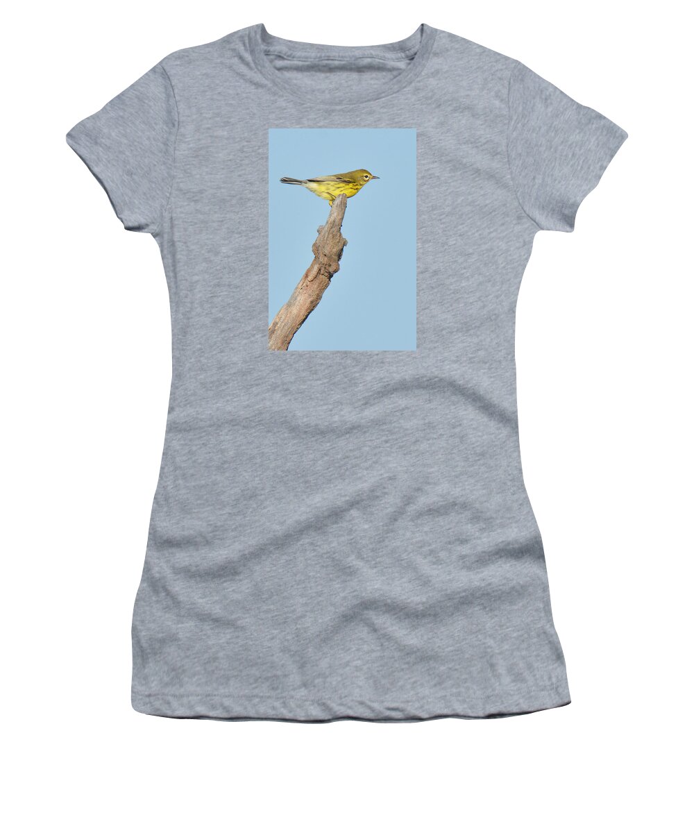 Bird Women's T-Shirt featuring the photograph Prairie Warbler on Perch by Alan Lenk
