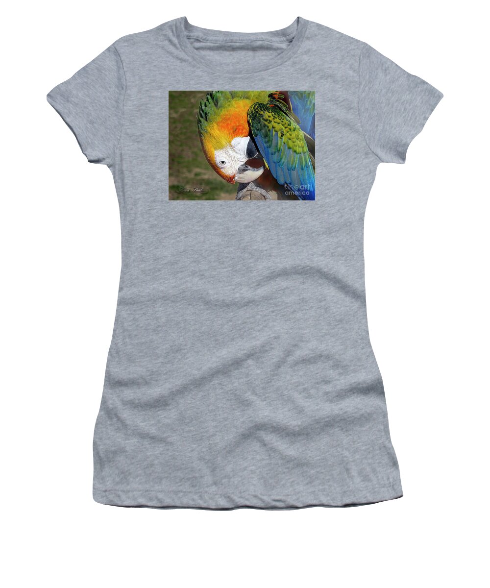 Preening Women's T-Shirt featuring the photograph Preening Macaw by Melissa Messick
