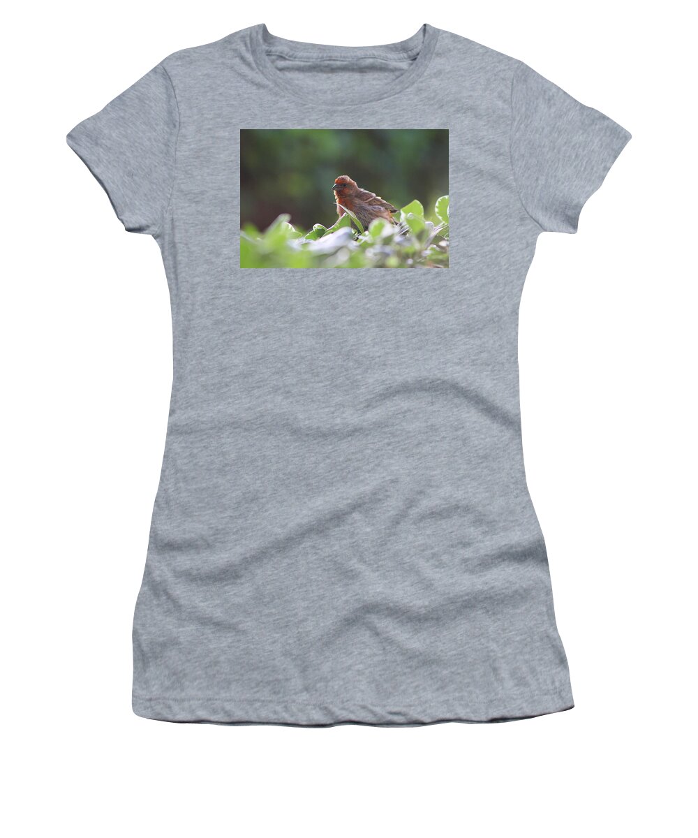 Red House Finch Women's T-Shirt featuring the photograph Puffed up Red House Finch by Colleen Cornelius