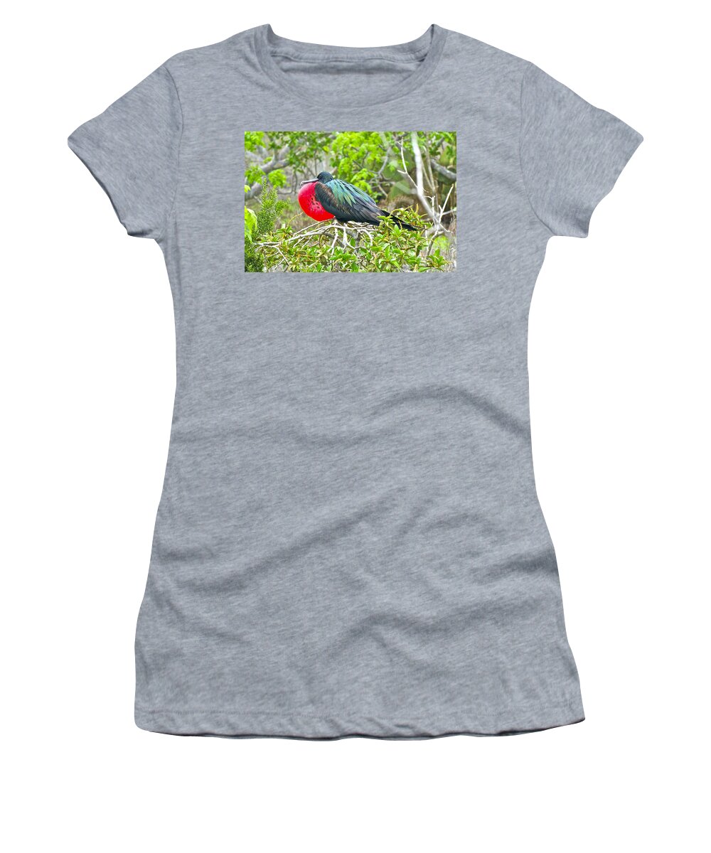 Frigate Bird Women's T-Shirt featuring the photograph Puffing Up When Courting by Don Mercer