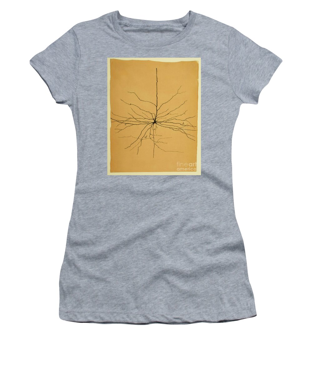 Pyramidal Cell Women's T-Shirt featuring the photograph Pyramidal Cell In Cerebral Cortex, Cajal by Science Source
