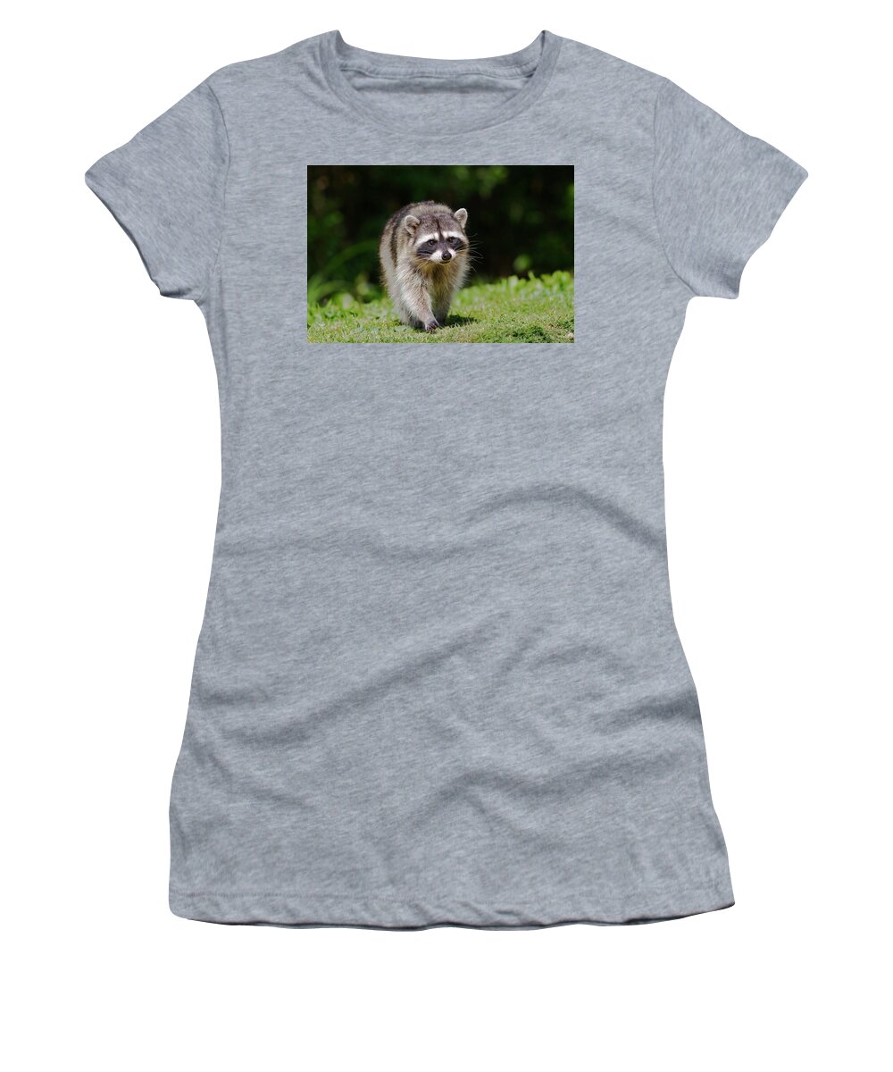 Raccoon Women's T-Shirt featuring the photograph Racoon Approach by Mark Miller