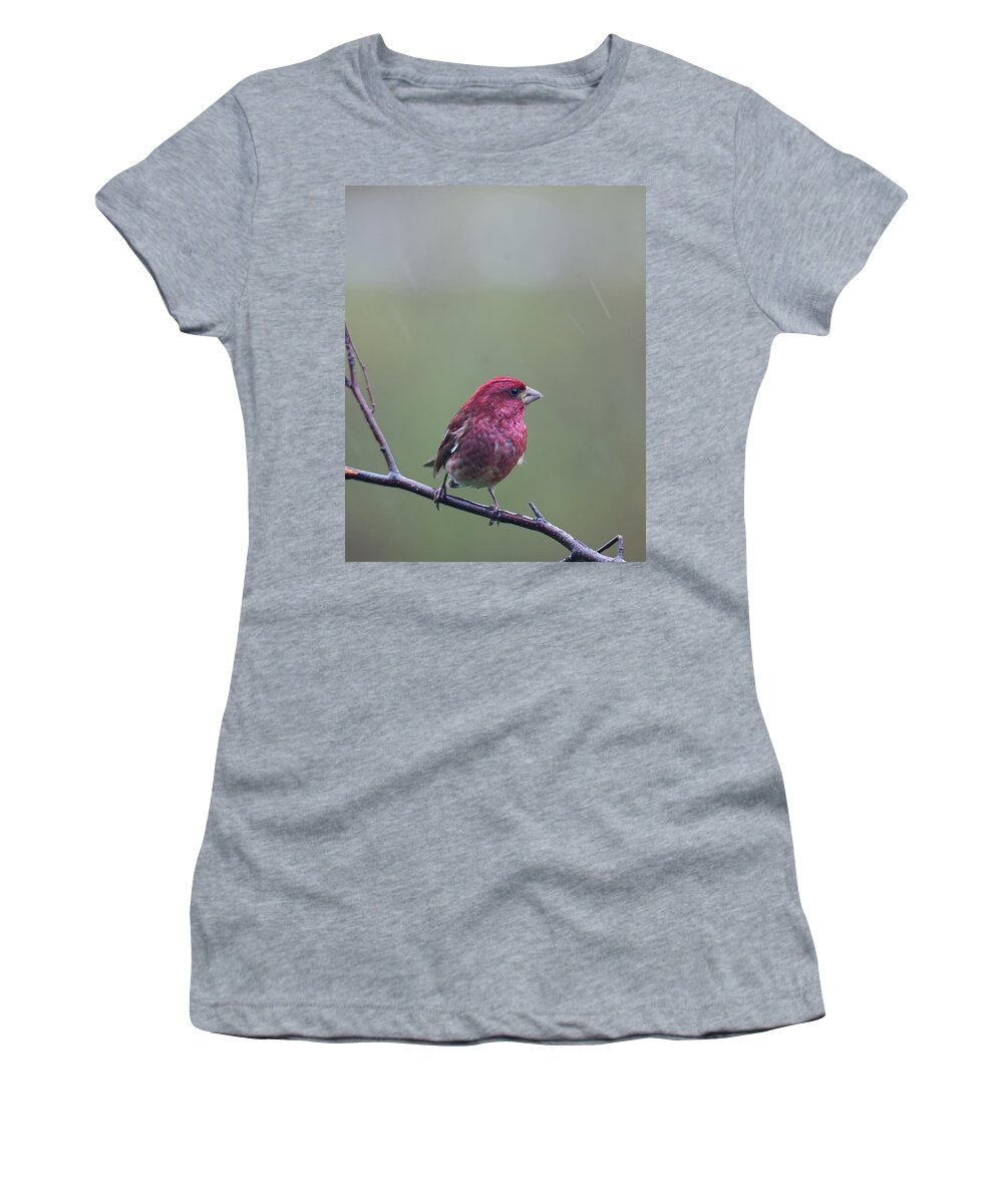 Nature Women's T-Shirt featuring the photograph Rainy Day Finch by Sue Capuano