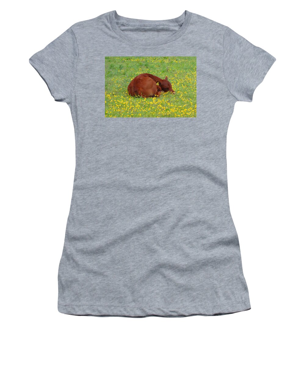 Calf Women's T-Shirt featuring the photograph Red calf in the buttercup meadow by Susan Baker
