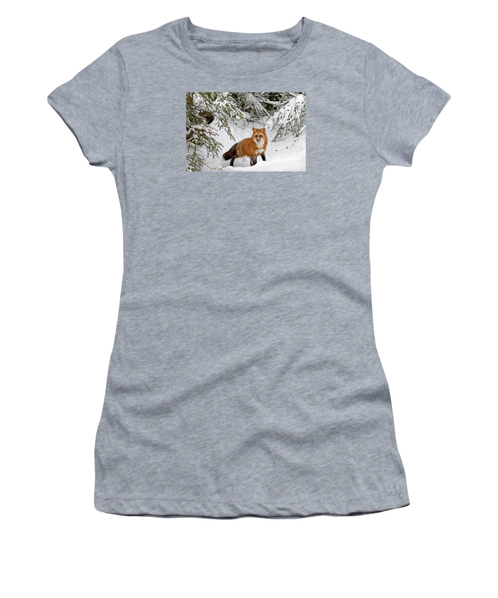 Fox Women's T-Shirt featuring the photograph Red Fox in Winter by Scott Read
