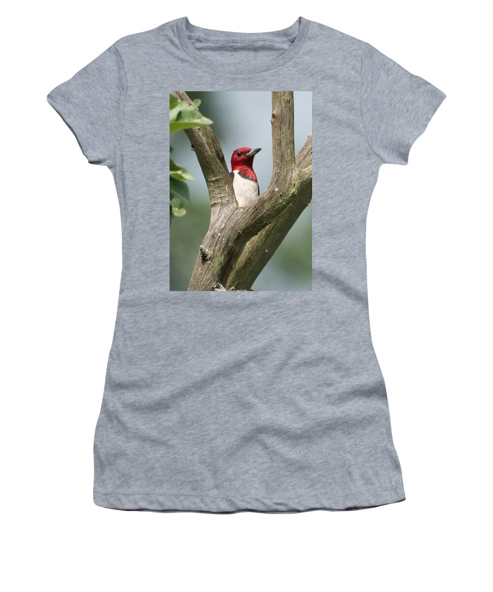 Red-headed Woodpecker Women's T-Shirt featuring the photograph Red-Headed Woodpecker by Holden The Moment