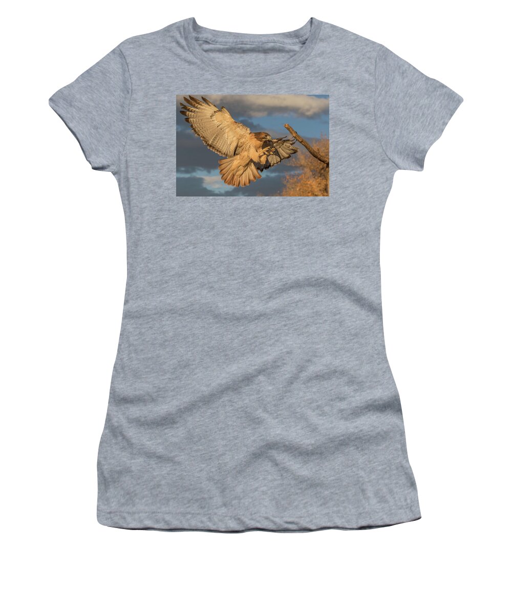 Red Tailed Hawk Women's T-Shirt featuring the photograph Red-tailed Hawk Focuses on the Landing by Tony Hake
