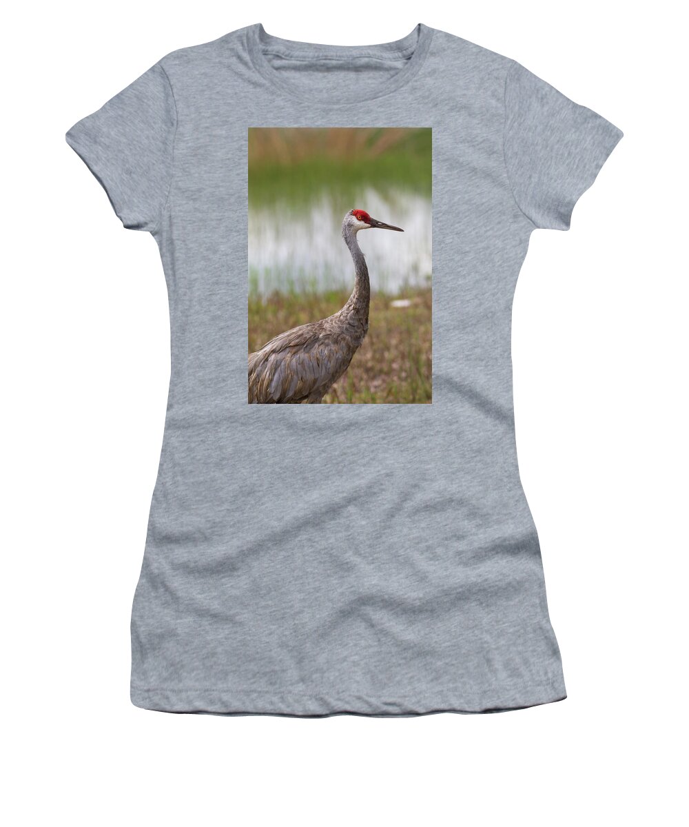 Sandhill Crane Women's T-Shirt featuring the photograph Sandhill Crane at Clearwater Lake #2 by Paul Rebmann