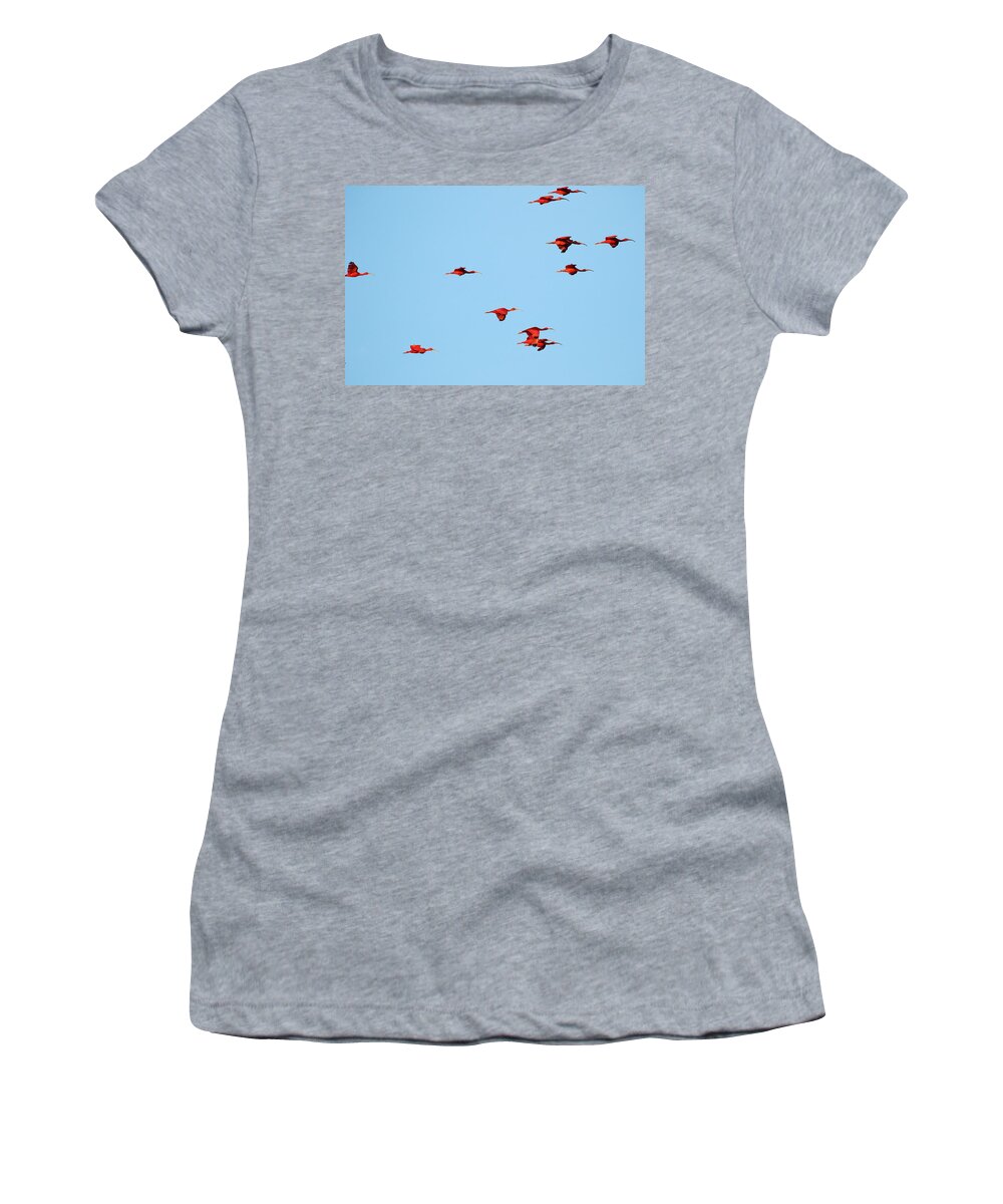 Trinidad Women's T-Shirt featuring the photograph Scarlet Ibis at Caroni Swamp by Steve Wolfe