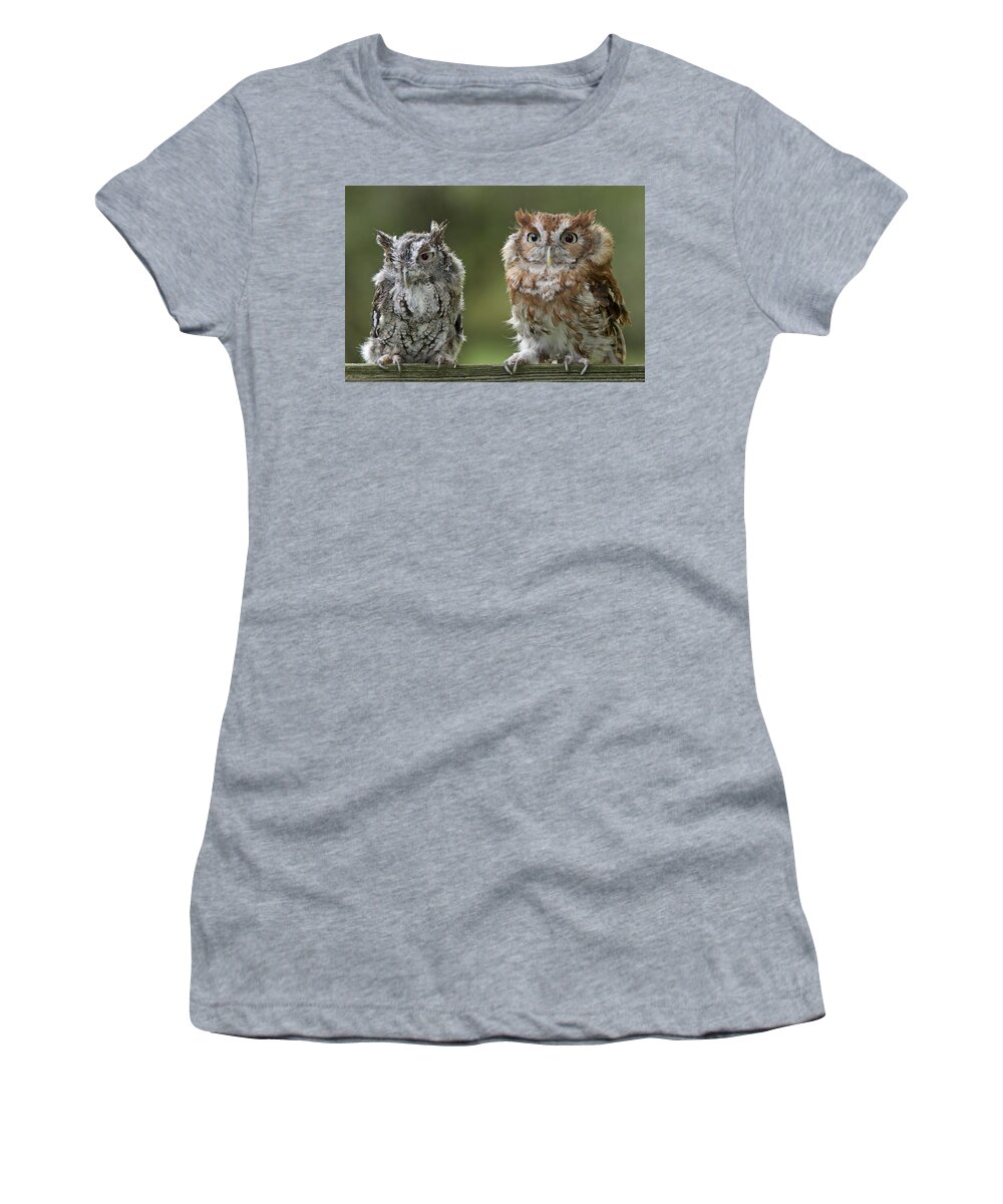 Screech Women's T-Shirt featuring the photograph Screech Owl Pair by Jack Nevitt
