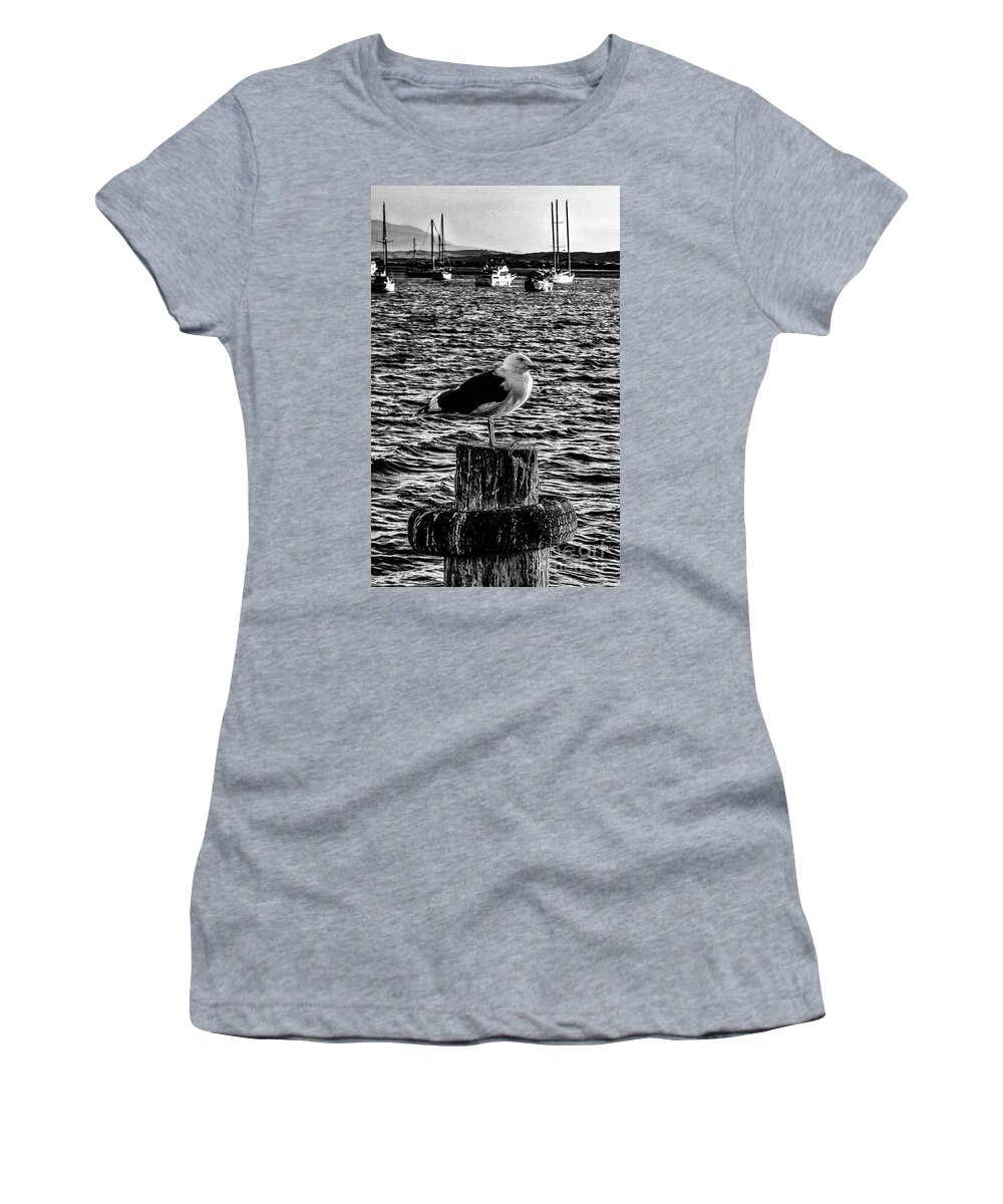 Bird Women's T-Shirt featuring the photograph Seagull Perch, Black and White by Adam Morsa