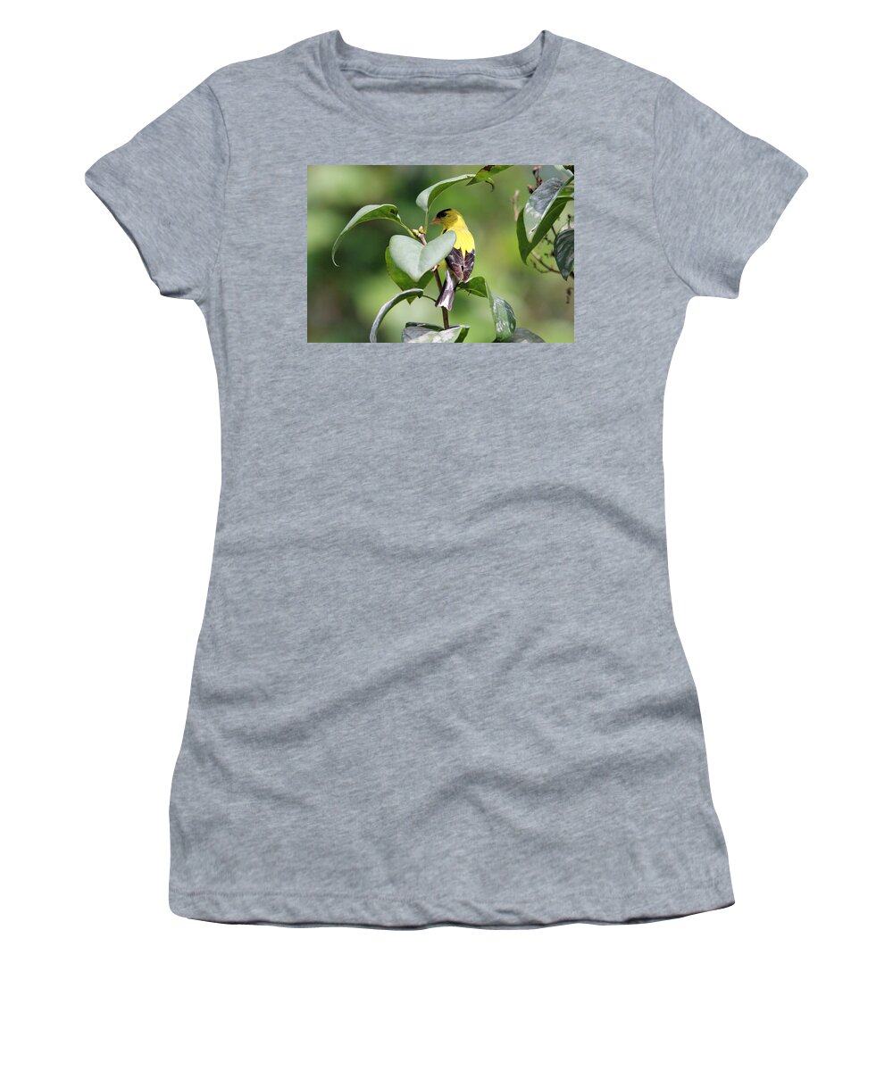 Yellow Finch Women's T-Shirt featuring the photograph Seeking Shade by Living Color Photography Lorraine Lynch