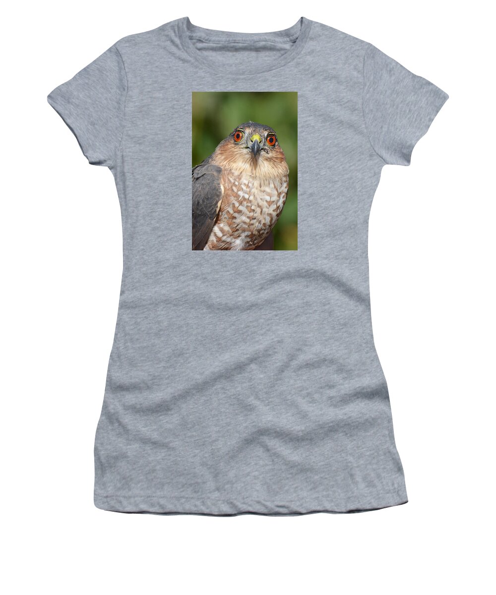 Bird Women's T-Shirt featuring the photograph Sharp-shinned Hawk Immature by Alan Lenk