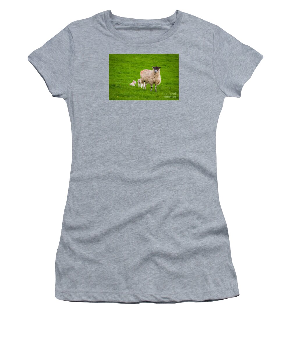 D90 Women's T-Shirt featuring the photograph Sheep and lambs by Mariusz Talarek