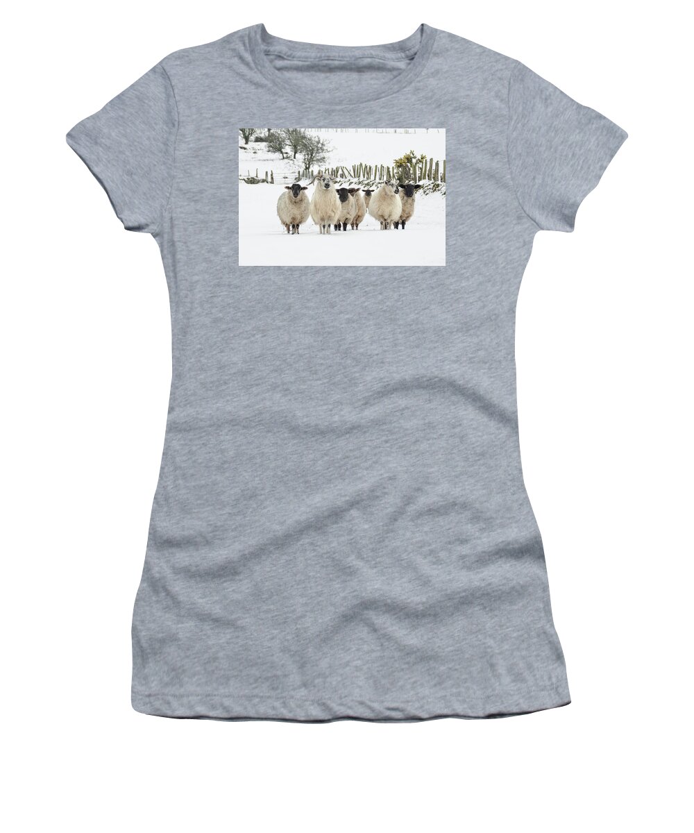 Sheep Women's T-Shirt featuring the photograph Sheep in Snow by Joe Ormonde