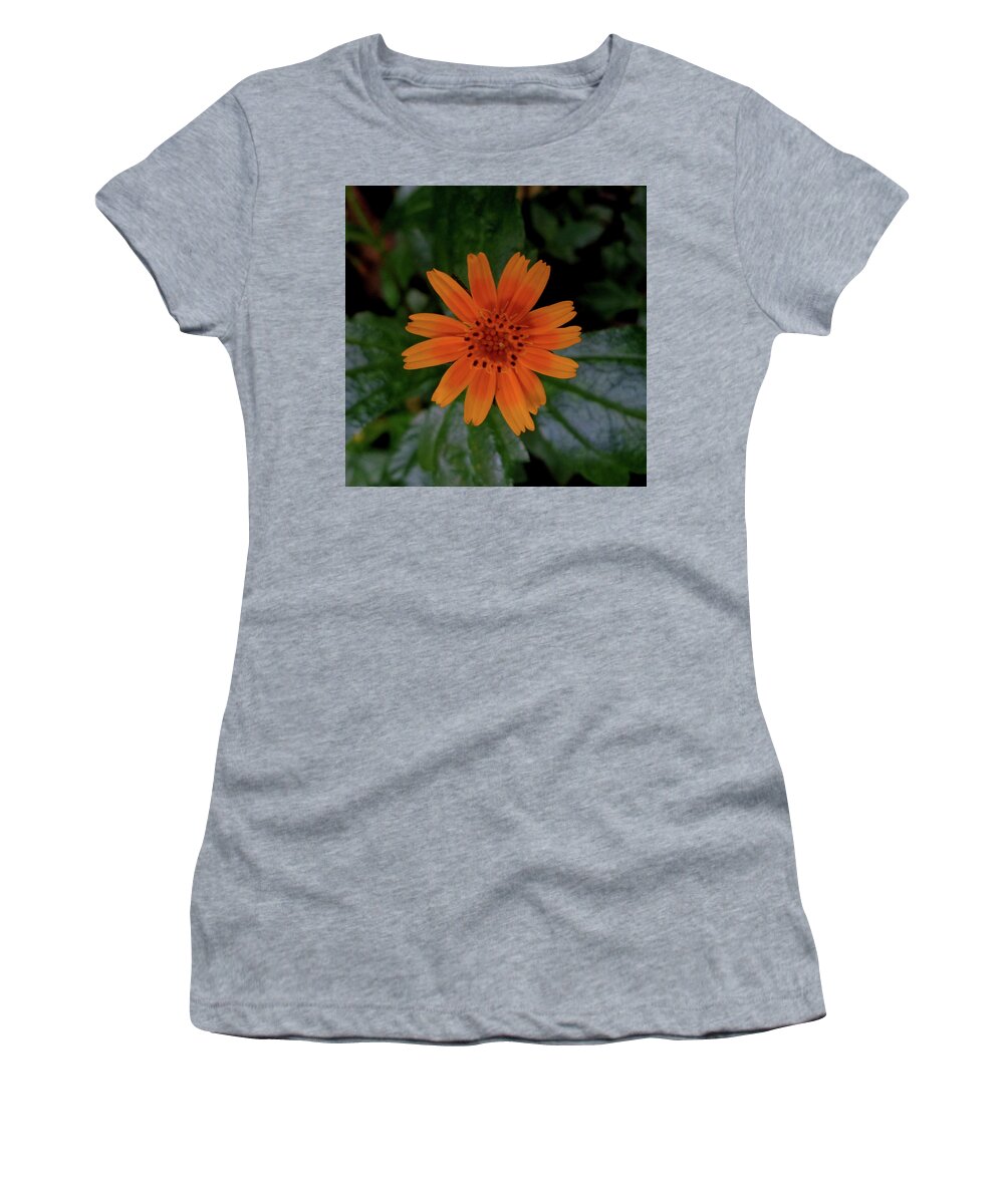 India Women's T-Shirt featuring the photograph Singapore or creeping daisy by Misentropy