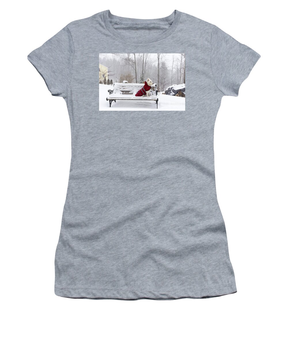 Dog Women's T-Shirt featuring the photograph Small White Dog in Snow Storm on Bench by Edward Fielding