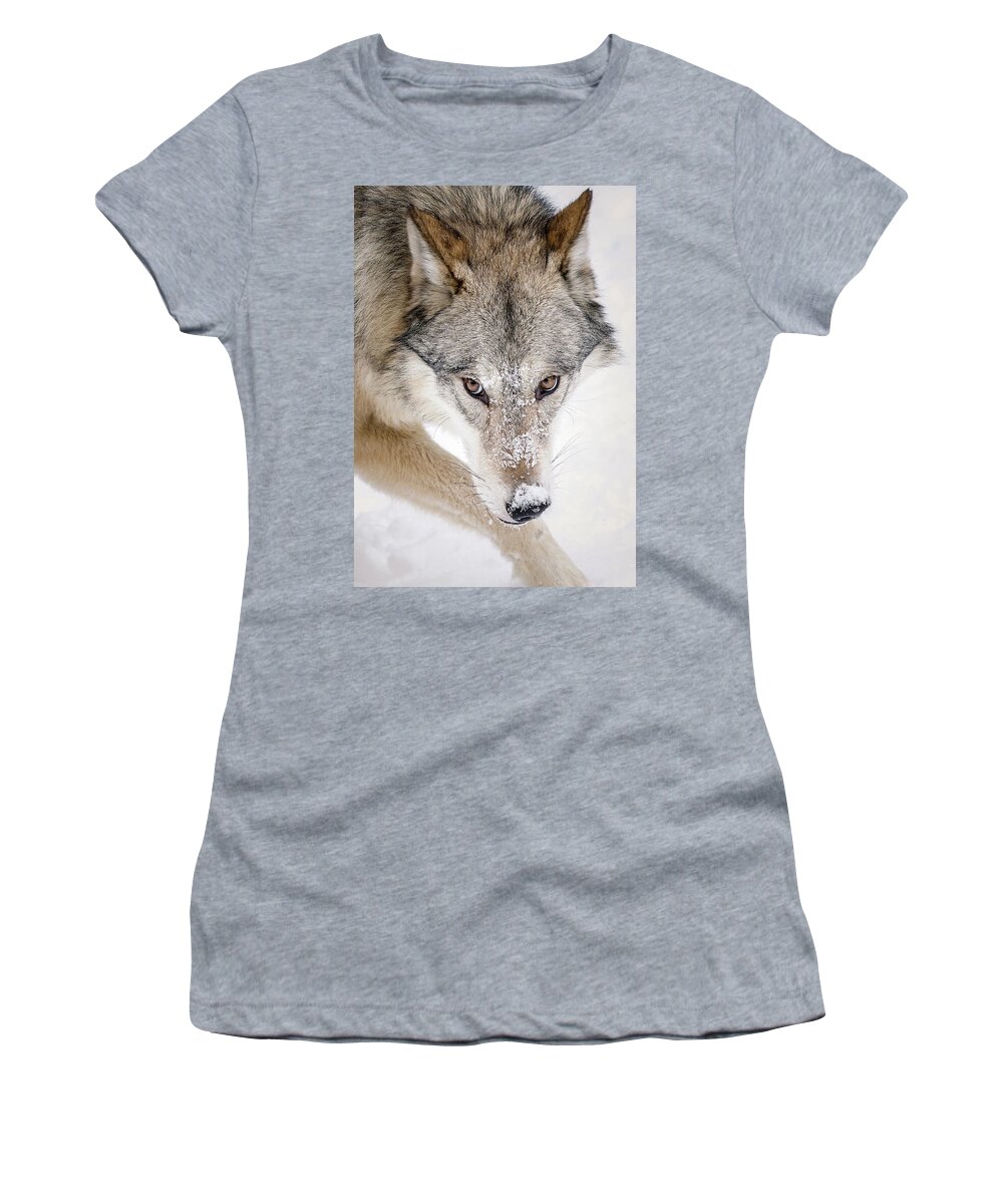 Wolves Women's T-Shirt featuring the photograph Sneaky Wolf by Athena Mckinzie