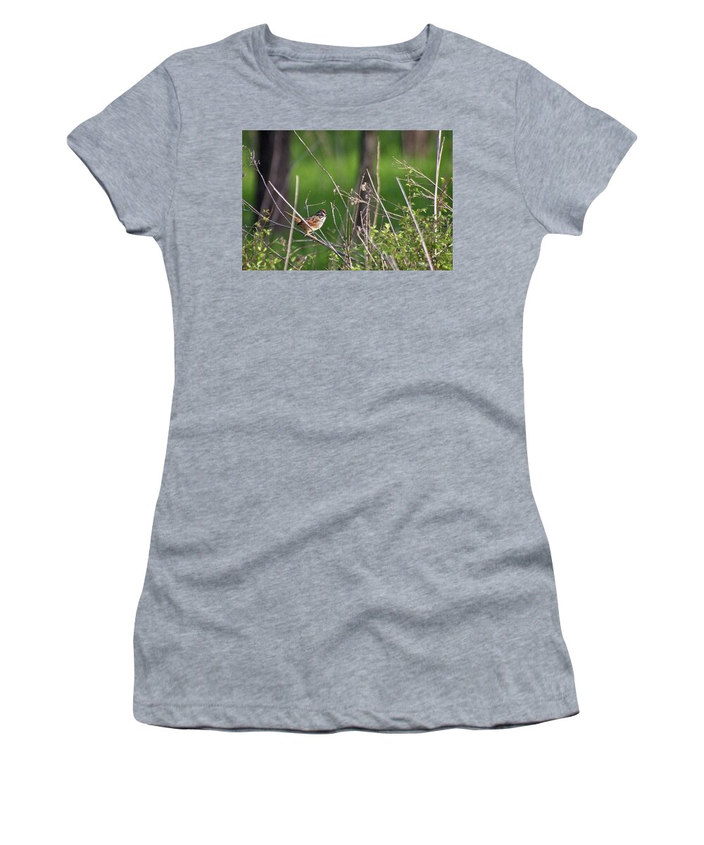 Wildlife Women's T-Shirt featuring the photograph Sparrow On A Branch by John Benedict