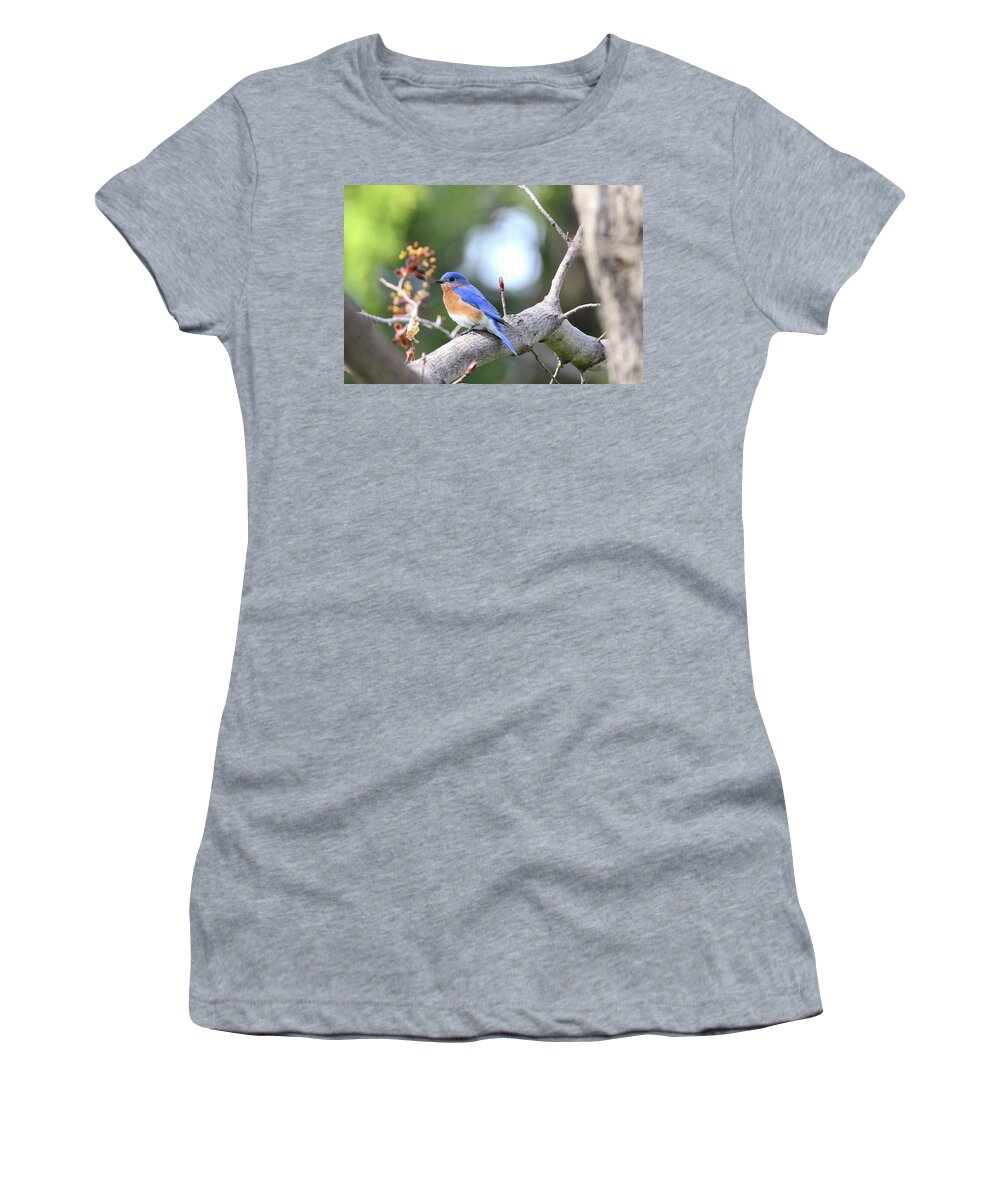 Bluebird Women's T-Shirt featuring the photograph Spring Bluebird by Brook Burling