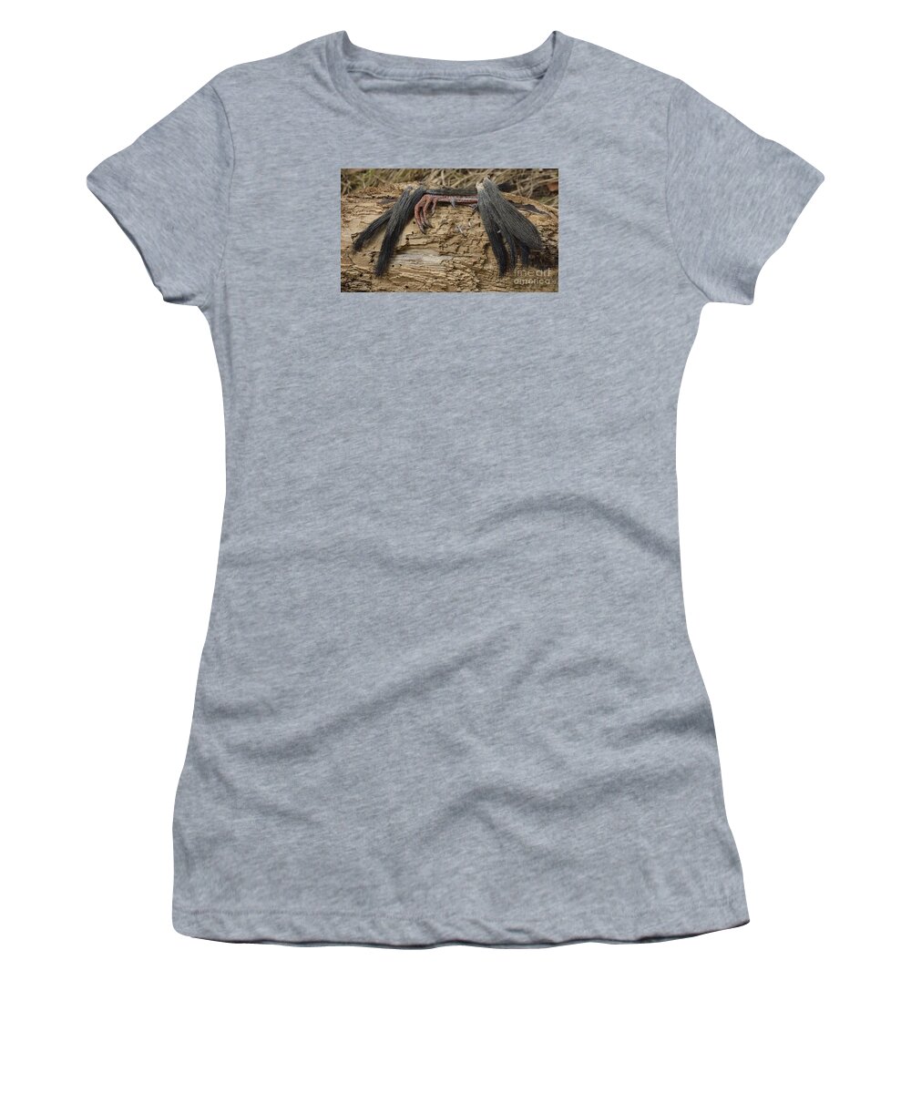 High Virginia Images Women's T-Shirt featuring the photograph Spring Feathers by Randy Bodkins
