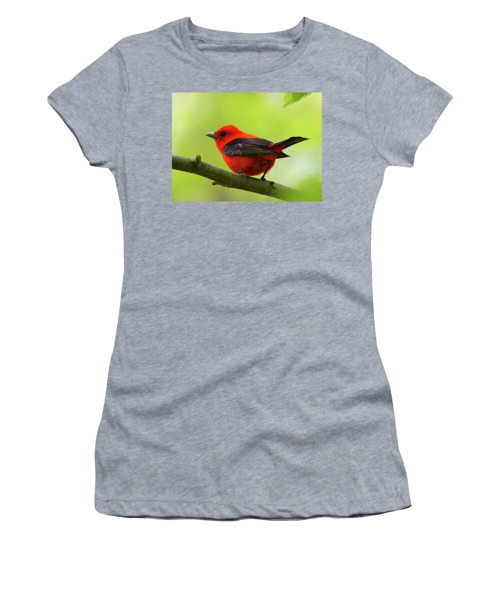 Scarlet Tanager Women's T-Shirt featuring the photograph Spring Flame - Scarlet Tanager by Bruce J Robinson
