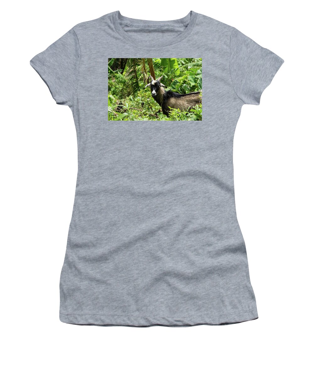 Goat Women's T-Shirt featuring the photograph St Lucia Goat by Nicole Freedman