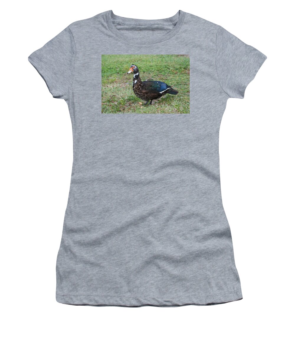Ducks Women's T-Shirt featuring the photograph Standing Duck by Rob Hans