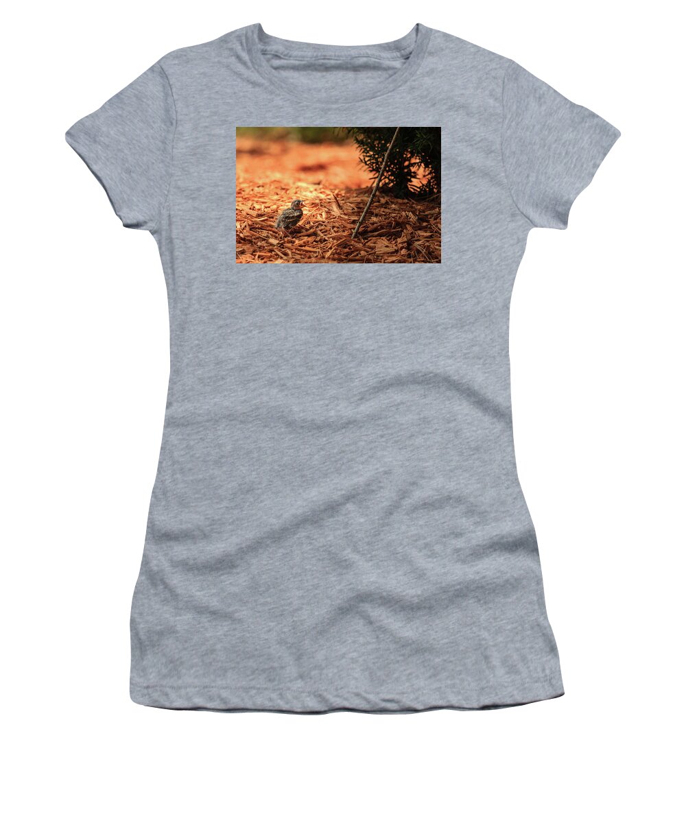 Chipping Sparrow Women's T-Shirt featuring the photograph Story of the Baby Chipping Sparrow 1 of 10 by Joni Eskridge