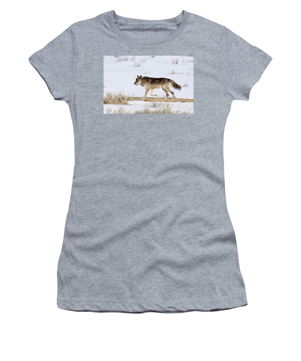Wolf Women's T-Shirt featuring the photograph Sunday Stroll by Deby Dixon