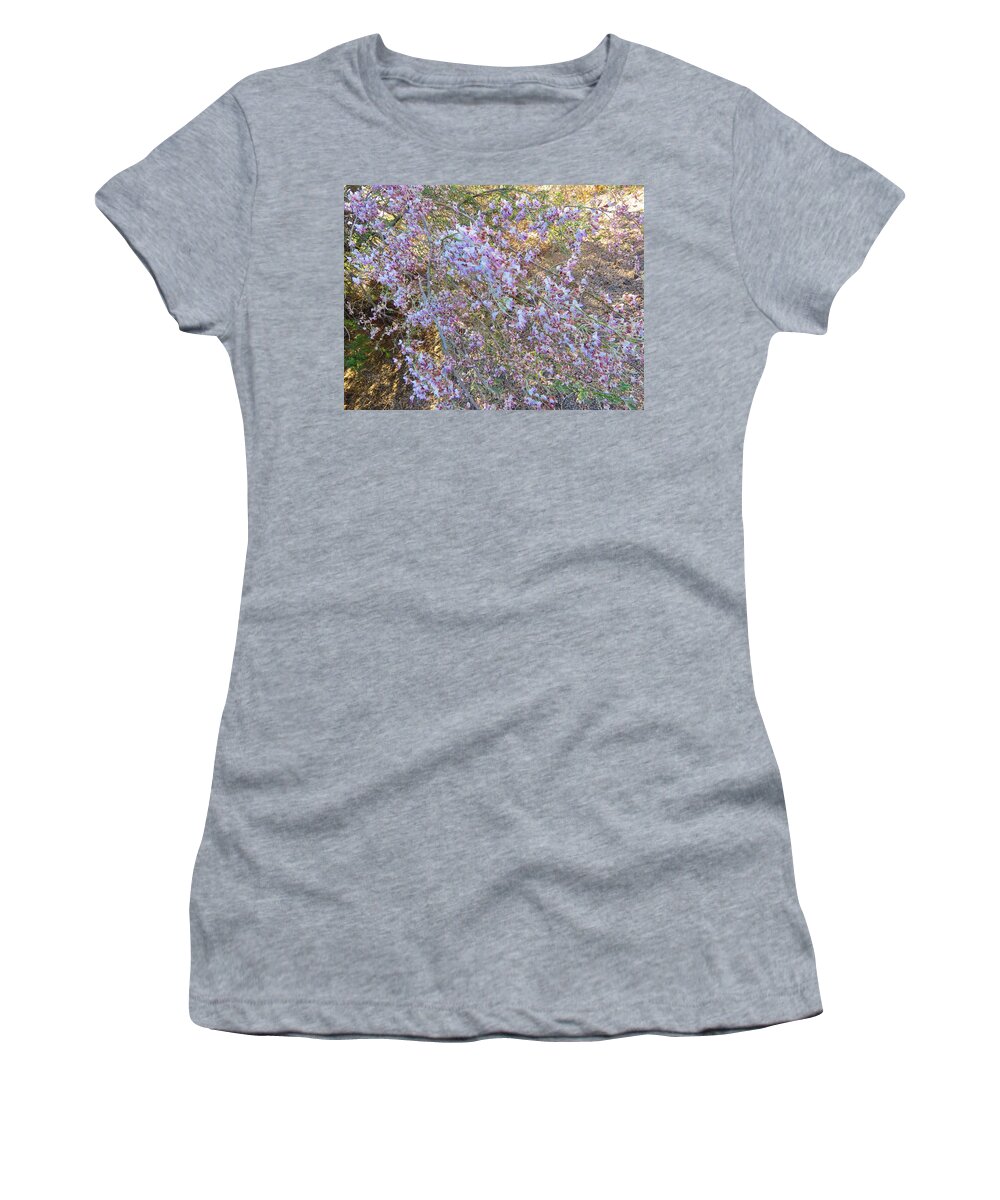 Afternoon Light Women's T-Shirt featuring the photograph Sunlit Spray of Desert Ironwood by Judy Kennedy