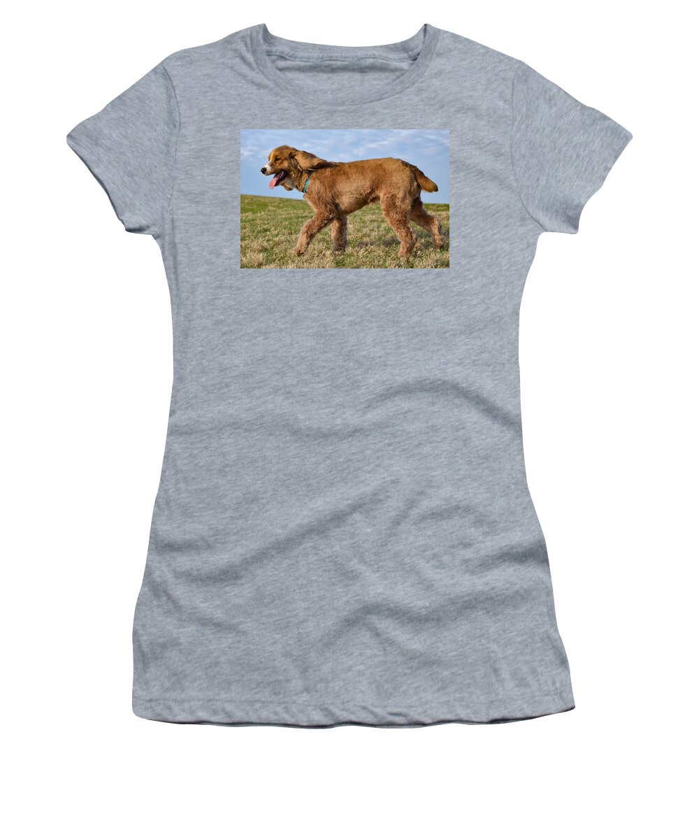Cockapoo Women's T-Shirt featuring the photograph Sunny Stroll by Nicole Lloyd