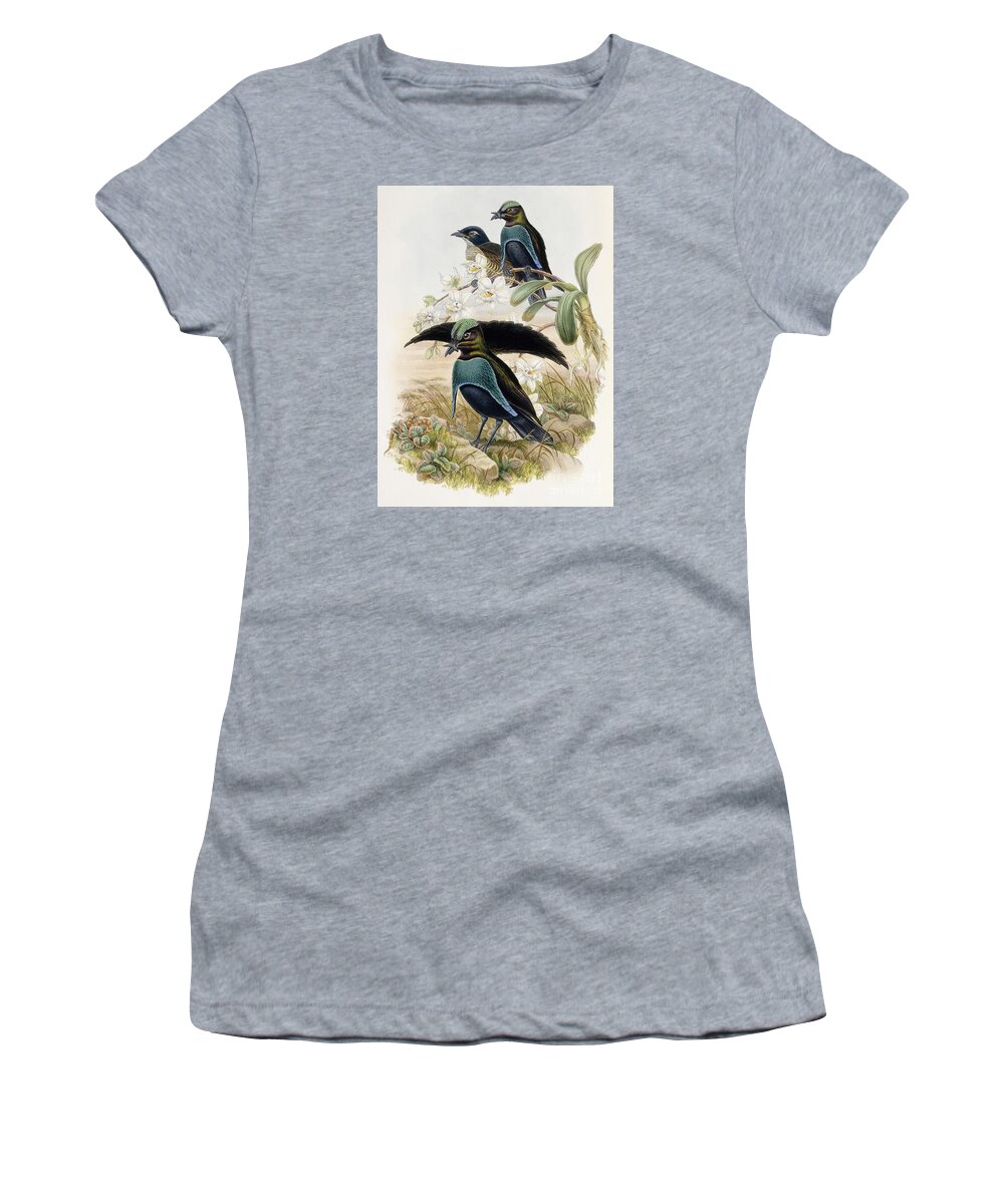 Gould Women's T-Shirt featuring the painting Superb Bird of Paradise by John Gould