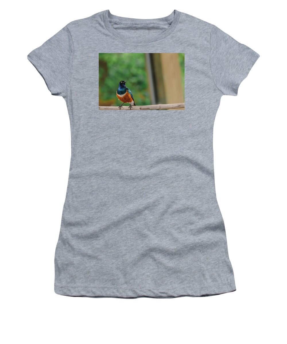 Indianapolis Zoo Women's T-Shirt featuring the photograph Superb Starling by Jamie Cook