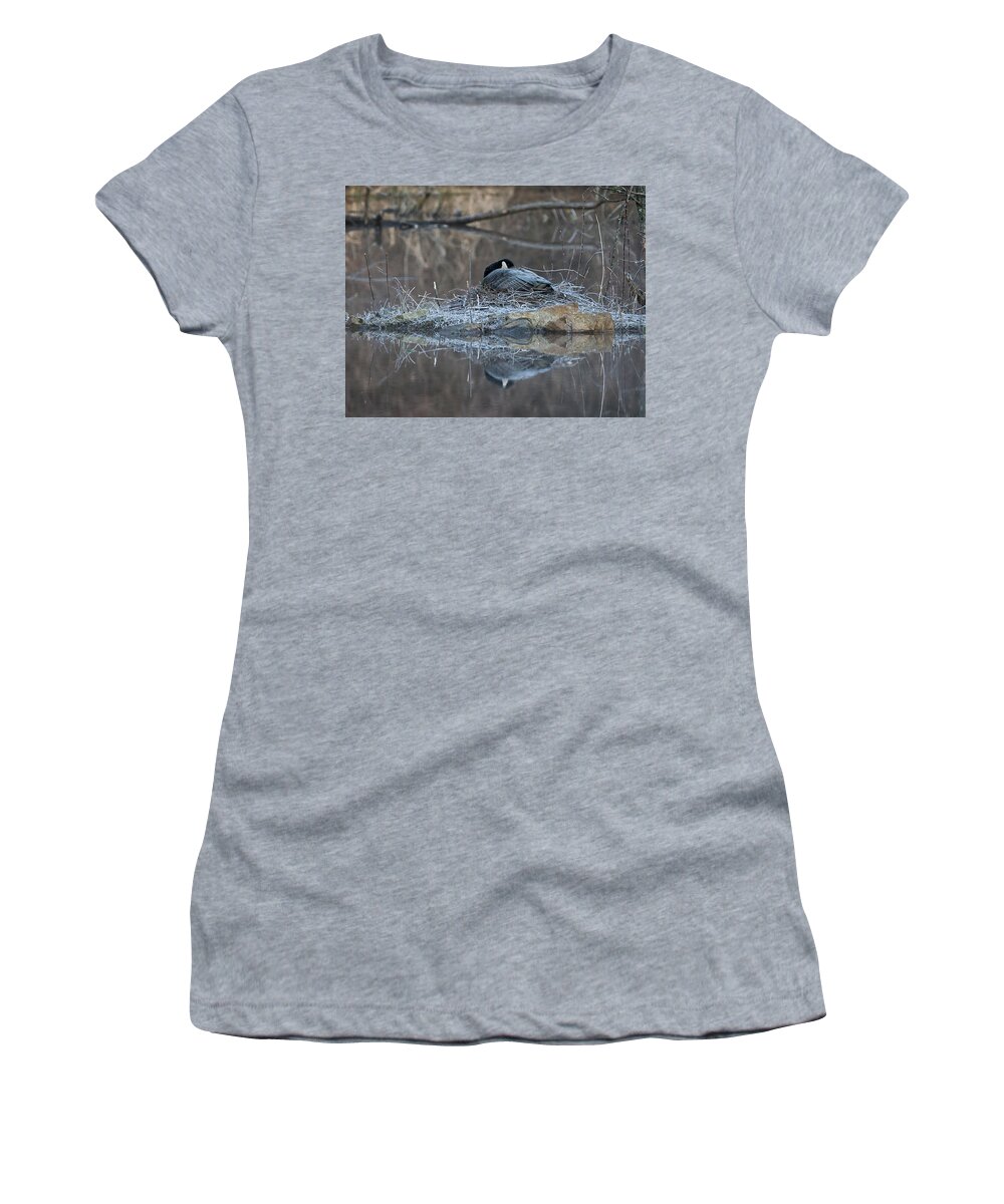 Animal Women's T-Shirt featuring the photograph Taking a Rest by Paul Ross