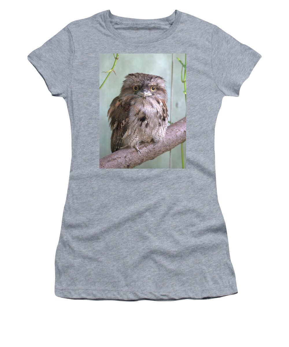 Bird Women's T-Shirt featuring the photograph Tawny Frogmouth Podargus strigoides by Nathan Abbott