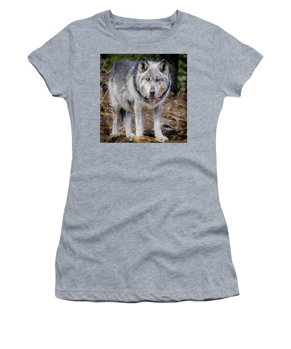 Animal Women's T-Shirt featuring the photograph The Great Gray Wolf by Teri Virbickis