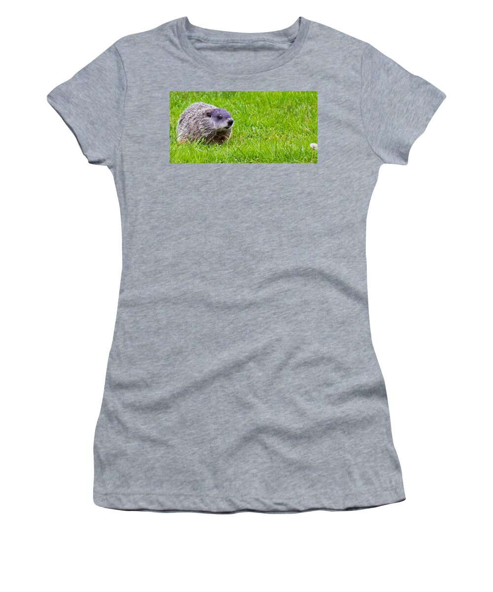 Groundhog Women's T-Shirt featuring the photograph The Hunting Groundhog by Jonny D