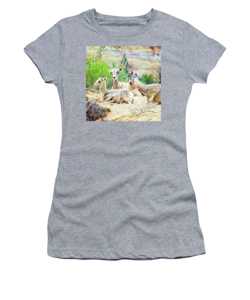 Sheep Women's T-Shirt featuring the photograph Three Big Horn Sheep by Natalie Rotman Cote