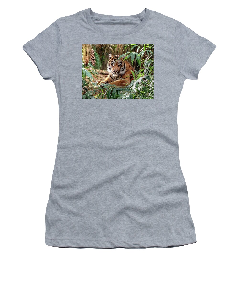 Tiger Women's T-Shirt featuring the photograph Tiger Beauty by Ronda Ryan