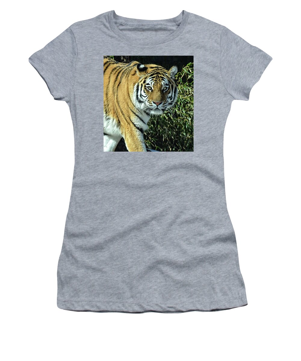 Tiger Women's T-Shirt featuring the photograph Tiger portrait light by Ronda Ryan