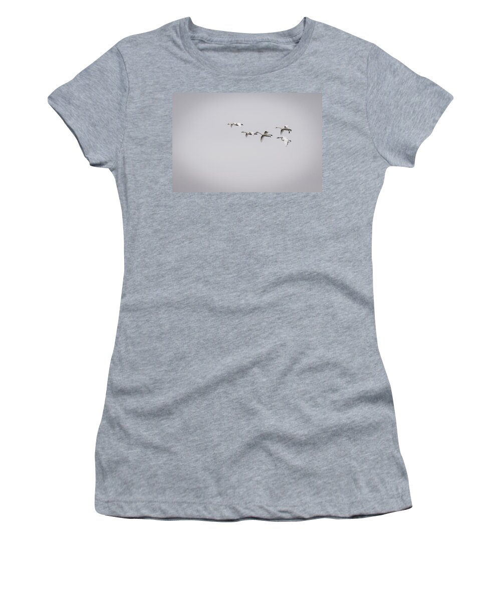Tundra Swans (cygnus Columbianus) Women's T-Shirt featuring the photograph Tundra Swans 2016-2 by Thomas Young