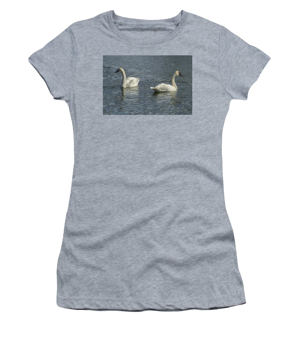 Trumpeter Swan Women's T-Shirt featuring the photograph Two Trumpeter Swans at Oxbow Bend by Belinda Greb