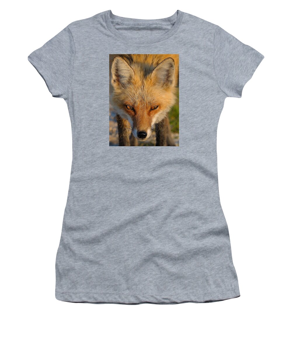 Fox Women's T-Shirt featuring the photograph Vixen by William Jobes