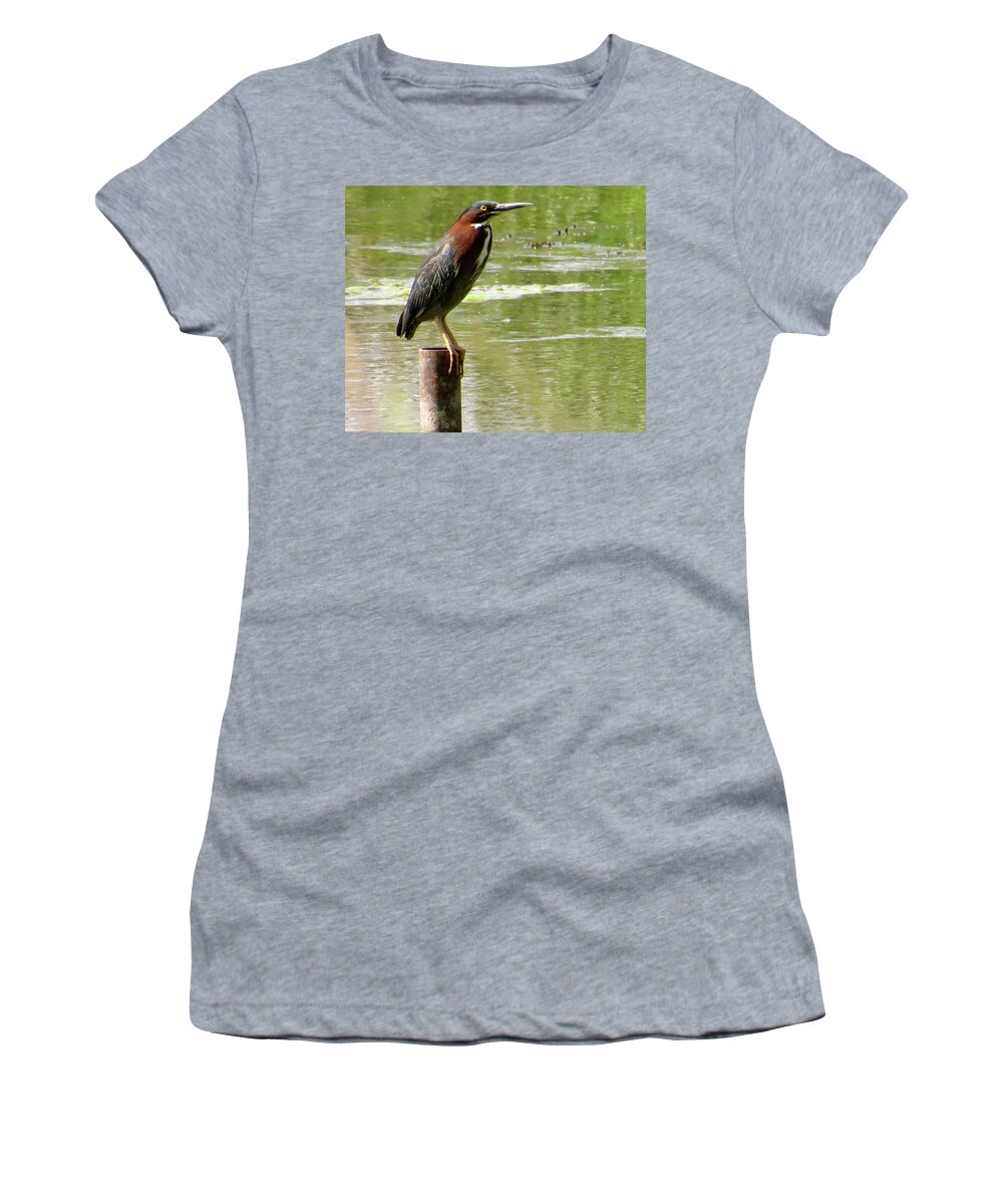Green Heron Women's T-Shirt featuring the photograph Waiting by Azthet Photography