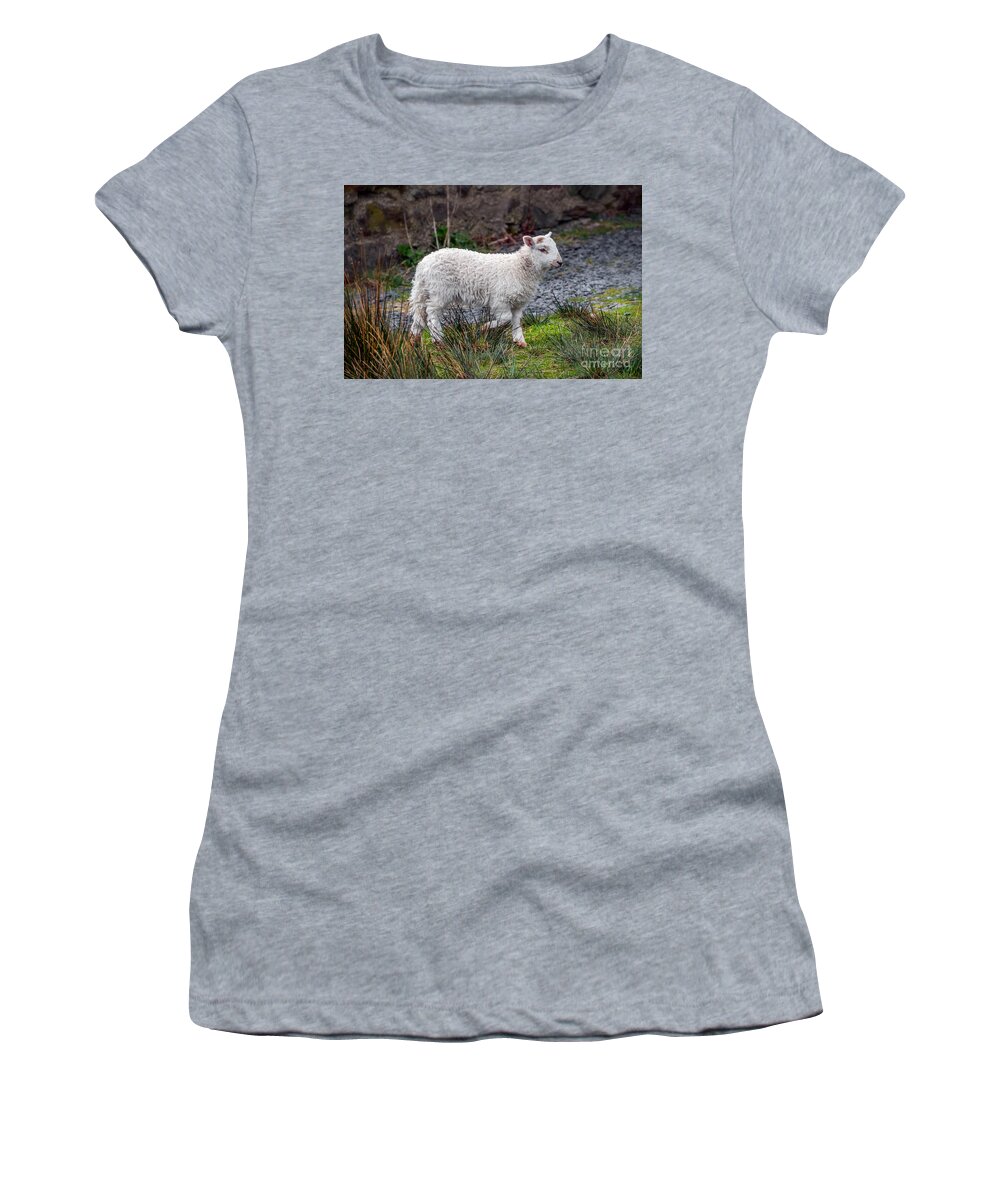 Welsh Sheep Women's T-Shirt featuring the photograph Welsh Lamb by Adrian Evans