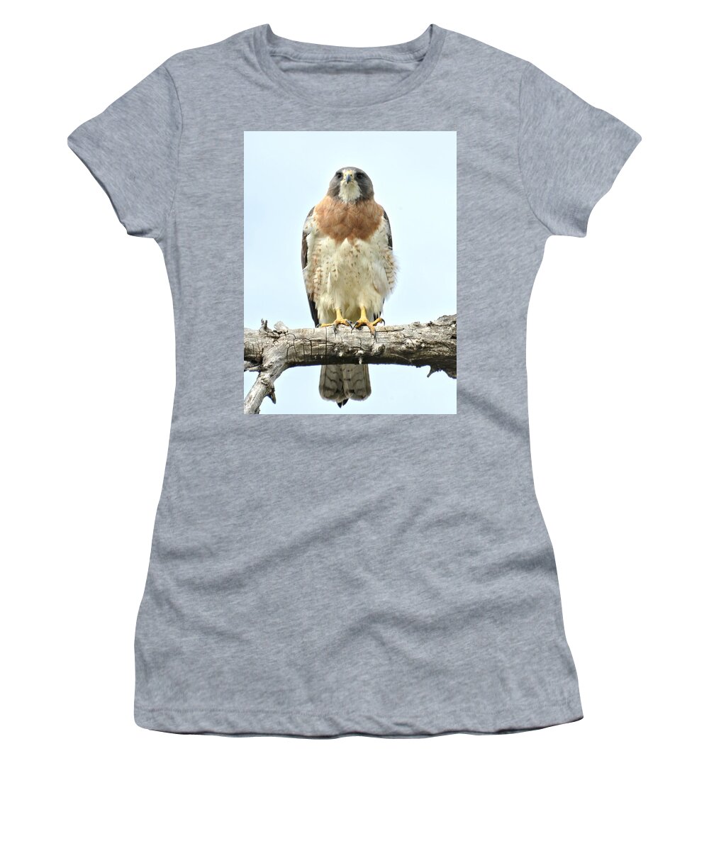 Hawk Women's T-Shirt featuring the photograph Wild Red Tail Hawk by Amy McDaniel