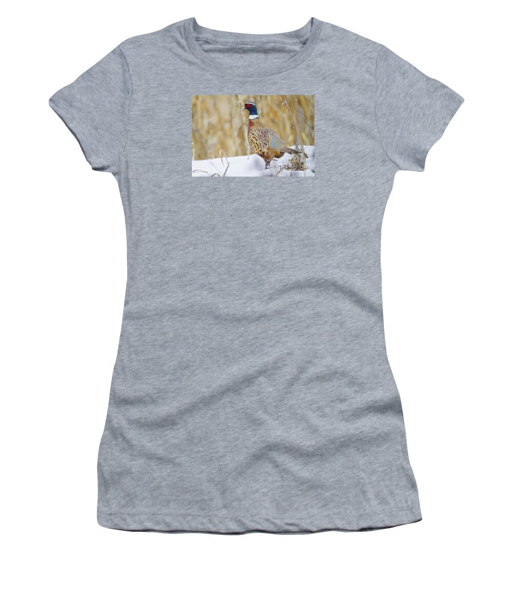 Pheasant Women's T-Shirt featuring the photograph Winter Color by Douglas Kikendall